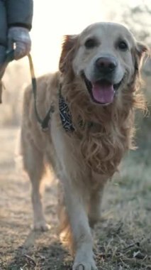 Dondurucu bir sabahta sevimli bir köpekle yürüyen kız, dikey video.