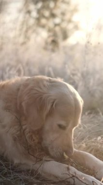 Buzlu bir yürüyüşe çıkan altın av köpeği soğuk bir sabahta çubuk yer, dikey video