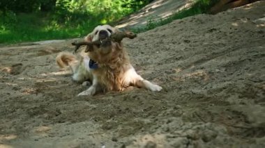 Golden Retriever Köpeği Ormanda Bir Sopayla Oynuyor