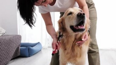 Altın Köpek Fırçalayan Kadın Sahibi, Evde Bakım Yapıyor