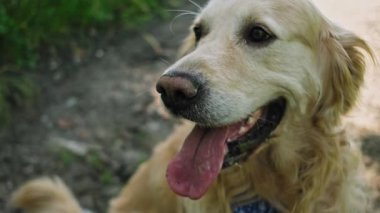 Tatlı ağızlıklı, sevimli Golden Retriever Dog.