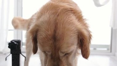 Golden Retriever Puppy Evde Bowling Yemeği Keyfini Çıkartıyor