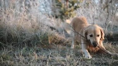 Mutlu Golden Retriever dondurucu bir yürüyüşün tadını çıkarıyor ve serin havada komik oyunlar oynuyor.
