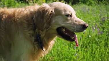 Sevimli Golden Retriever Köpeği Yeşil Çimlerde Dışarıda Dolaşıyor