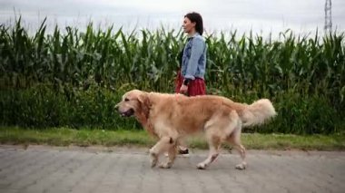 Bayan Sahibi A Bölgesi Yolu 'nda Golden Retriever ile Yürüyor. Altın Avcı Köpeği Cinsi