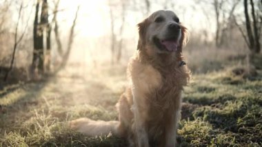 Tatlı Golden Retriever Dog dondurucu ormanda oynar, Ağzından buharla serin bir sabah rutini