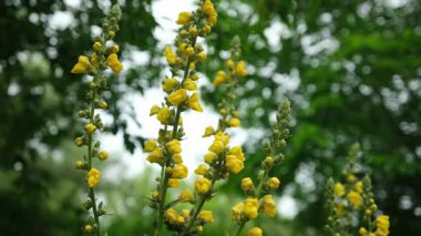 Verbascum Olimpiyatlarının Sarı Çiçekleri Yakından Çiçek Açıyor