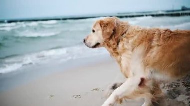 Mutlu Altın Avcı Köpeği kumsalda sahibinin sevgilisiyle deniz dalgalarına karşı oynuyor.