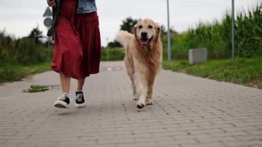 Şirin Golden Retriever sahibi ile birlikte yürüyor. Sevimli Altın Bir Kadına Eşlik Etti
