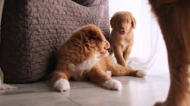 Sevimli Yavrular Evde Oynayan Ördek Avcısı Köpek, Harika Evcil Hayvanlar