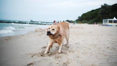 Mutlu, sevimli Golden Retriever kumsalda oynuyor, yüzdükten sonra sallanıyor.