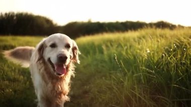 Gün batımında bir tarlada eğlenen altın av köpeği, komik bir ağız spazmı