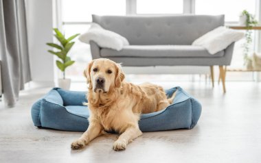 Golden retriever köpeği ışık odasında dinleniyor, evinde yatıyor.