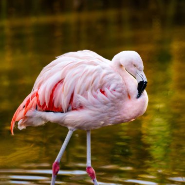 Pembe Flamingo Kuşları Suda ve Hayvanat Bahçesinde Dinleniyor