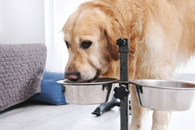 Golden Retriever Puppy Evde Bowling Yemeği Keyfini Çıkartıyor