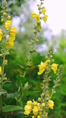 Verbascum Olimpiyatlarının Sarı Çiçekleri Yakından Çiçek Açıyor