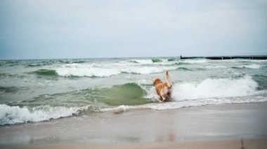 Mutlu, tapılası Golden Retriever kumsalda ve deniz dalgalarında oynar