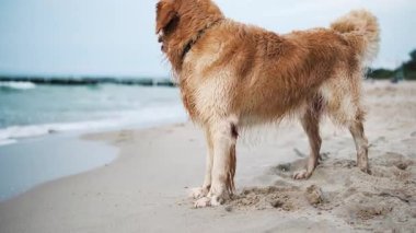 Mutlu, sevimli Golden Retriever Dog kumsalda oynuyor. Denize bakan Islak Köpek