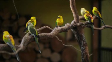 Hayvanat bahçesindeki ağaç dalına tünemiş komik altın gül papağanları sürüsü.
