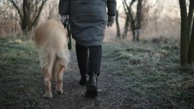 Donuk bir sabahta sevimli bir altın av köpeğiyle gezer, ormanın içinden tasmalı bir köpeğe liderlik eder.