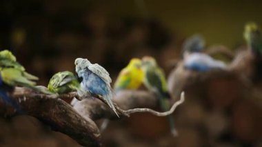 Renkli papağanlar bir dalda, bir hayvanat bahçesinde oturuyor.