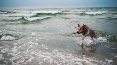 Mutlu, tapılası altın köpek kumsalda oynar ve suda koşar.