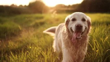Gün batımında tarlada yürüyen sevimli Golden Retriever Dog, mutlu görünüyor.