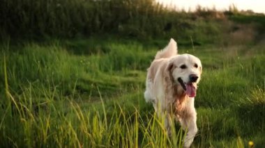 Mutlu Altın Avcılar Gün batımında Bir Tarlada Yürüyüşü