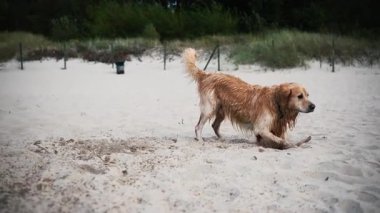 Mutlu, tapılası altın köpek kumsalda oynarken ıslak köpek sopayla oynuyor.