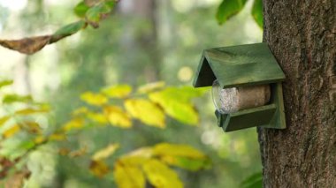 Ormandaki ağaçtaki kuş besleyen evde vahşi kuşlar için yiyeceklerle dolu kavanoz.