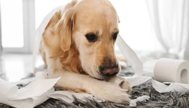 Golden Retriever köpeği banyoda tuvalet kağıdıyla oynuyor ve yerde yatıyor. Safkan köpek evcil hayvanı tuvalet kağıdıyla oynuyor.
