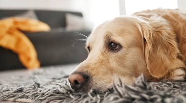Golden Retriever köpeği yerde yatıyor ve yakın plan portreye bakıyor. Safkan köpek labrador kabarık halıda dinleniyor.