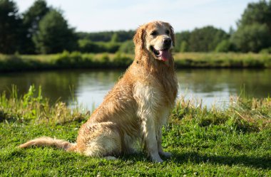Nehirde yüzdükten sonra Islak Kürkle Oturan Islak Golden Retriever. Labrador Köpeği Gölden Sonra Güneşin Tadını Çıkartıyor