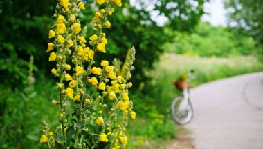 Yol kenarındaki Bisiklet Yolu boyunca Çiçek açan Sarı Verbascum