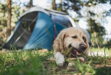 Sevimli Golden Retriever Dog turistik bir kampın çadırı tarafından mutlu bir şekilde dinleniyor.