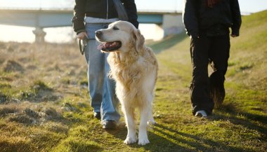 Gün batımında tasmalı altın bir köpek gezdiren kızlar.