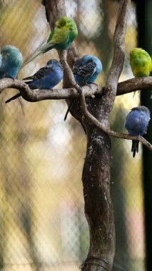 Bir bankta oturan ve tüyleri temizleyen renkli küçük papağan sürüsü.