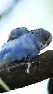 Hayvanat bahçesinde bir dalda oturan papağanlar, dikey video.