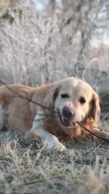 Buzlu Yürüyüş 'teki Mutlu Altın Köpek Buzlu Çimen' e Bir Sopa Verdi, Dikey Video