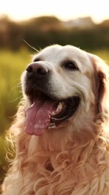 Gün batımında Sahada Güzel Safkan Özelliklerini Göstererek Mutlu Altın Avcı Oyunları