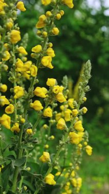 Verbascum Olimpiyatlarının Sarı Çiçekleri Yakından Çiçek Açıyor