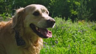 Muhteşem Golden Retriever Dog bir tarlada geziniyor.