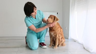 Kırmızı Nova Scotia Duck Tolling Retriever veteriner kliniğindeki sevimli bir yetişkin köpek.