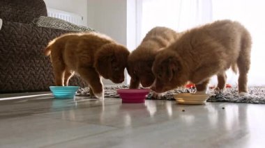 Küçük komik köpek yavruları av köpekleri evde kaselerden yemek yiyorlar.