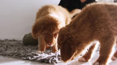 Şirin küçük köpek yavruları evde oynayan ördek çiftleşmesi, sevimli evcil hayvan.