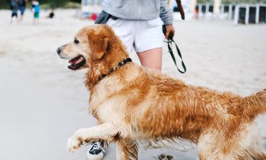 Golden Retriever, sahibinin kumsalda koşuyor ve onunla oynuyor.