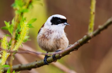 Bulanık bir geçmişi olan bir dalda oturan küçük kuş Remiz.