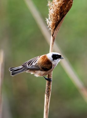 Küçük kuş Remiz, geçmişi bulanık bir şekilde Reed 'in üzerinde oturuyor.