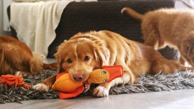 Nova Scotia Tolling av köpeği. Aydınlık odada oyuncak ördekle oynuyor.
