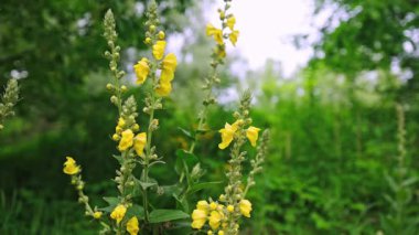 Verbascum Olimpiyatları 'nın çiçek açan sarı çiçekleri Sahada yeşeriyor